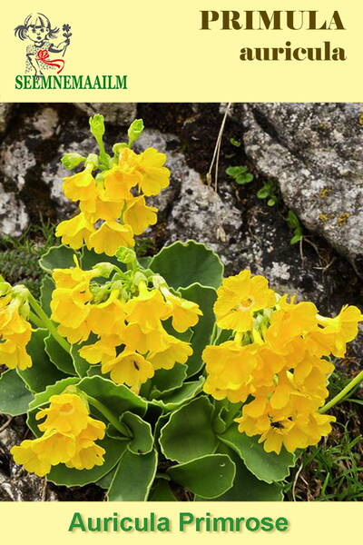 Kõrvikpriimula "Alpina"